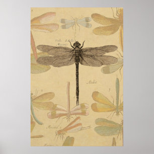 Dragonfly Vintag Antique Classic Zeichnend Poster