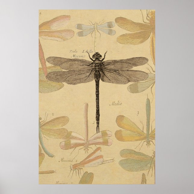 Dragonfly Vintag Antique Classic Zeichnend Poster (Vorne)