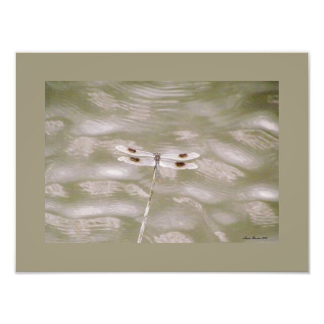 Dragonfly von Linda Becker Fotodruck (Vorne)