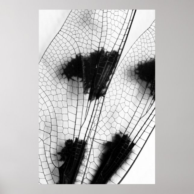Dragonfly Wings Poster (Vorne)
