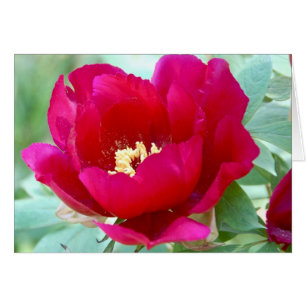 Dragons, TIgers und Peonies II