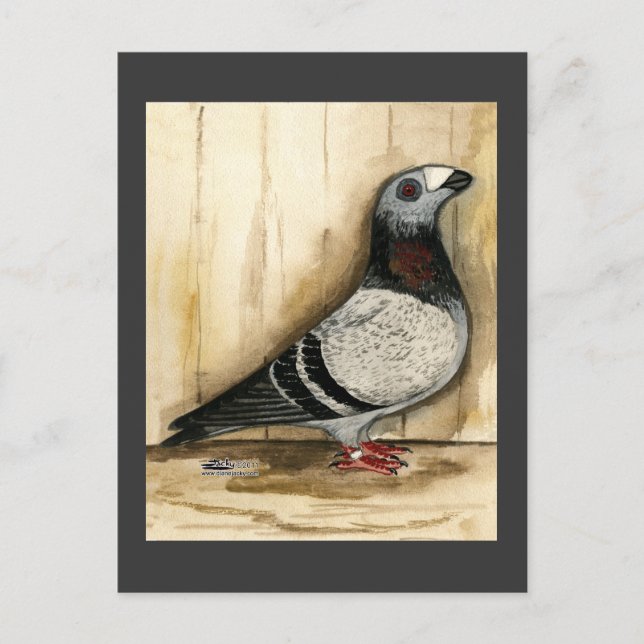 Dragoon Pigeon Blue Grizzle Postkarte (Vorderseite)
