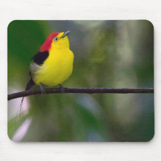 Draht-angebundene Manakin Mausunterlage Mousepad