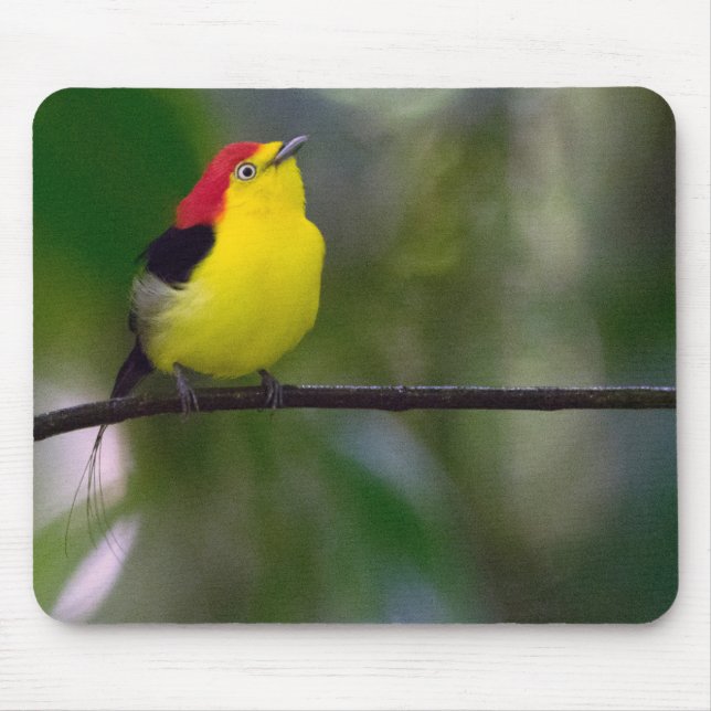 Draht-angebundene Manakin Mausunterlage Mousepad (Vorne)