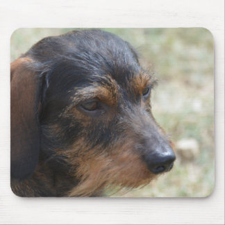 Draht behaarter Daschund Hund Mousepad