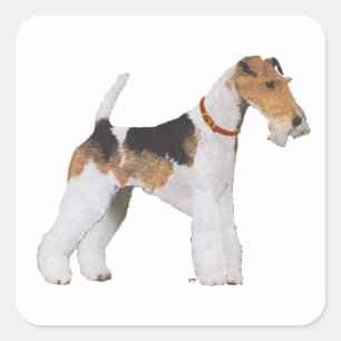Draht-Foxterrier Quadratischer Aufkleber