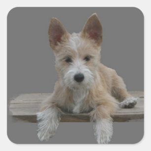Draht-Portugiese Podengo Pequeno Quadratischer Aufkleber
