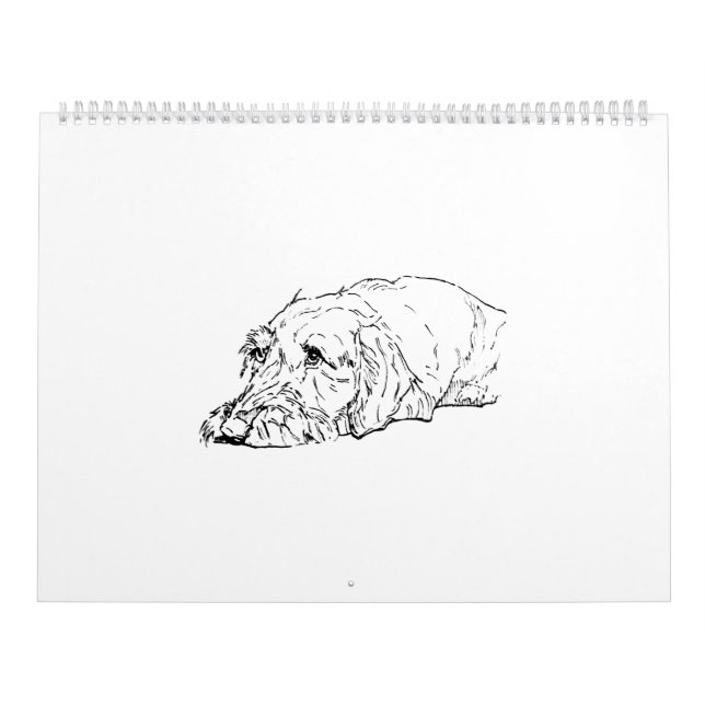 Drahthaar-Dackel-Kalender 2027 Kalender (Titelbild)