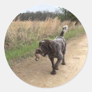 Drahthaar, das Griffon Wachtel-Jagdaufkleber zeigt Runder Aufkleber