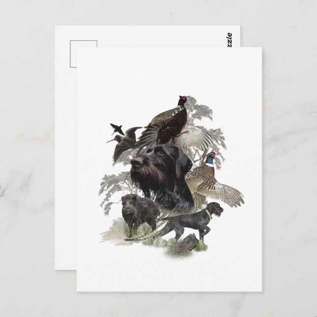 Drahthaar Pointer, Jagd im Freien Postkarte (Vorne/Hinten)