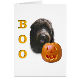 Drahthaar Pointing Griffon Boo