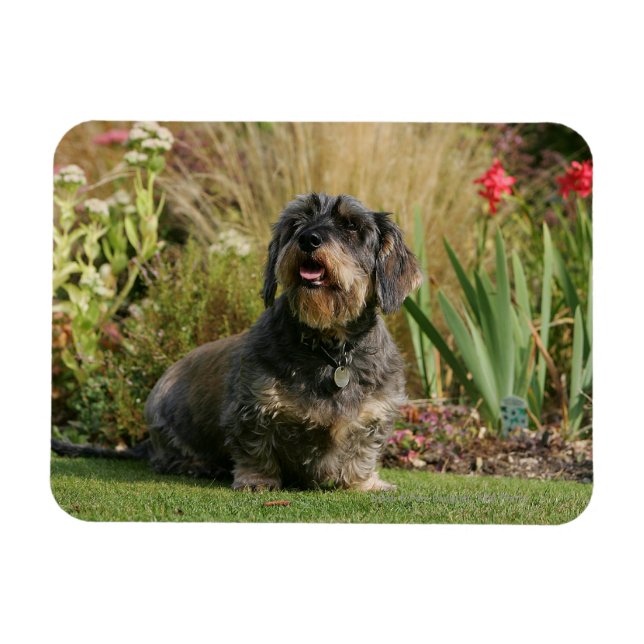 Drahthaarige Standard-Dackel Magnet (Horizontal)