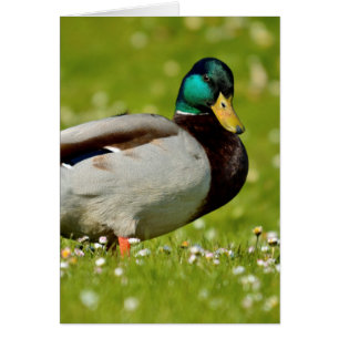 Drake mallard auf Gras