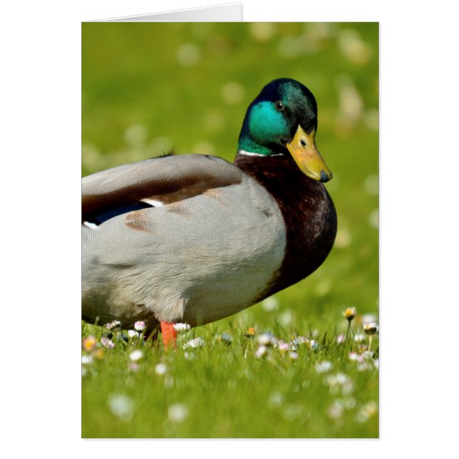 Drake mallard auf Gras (Vorne)