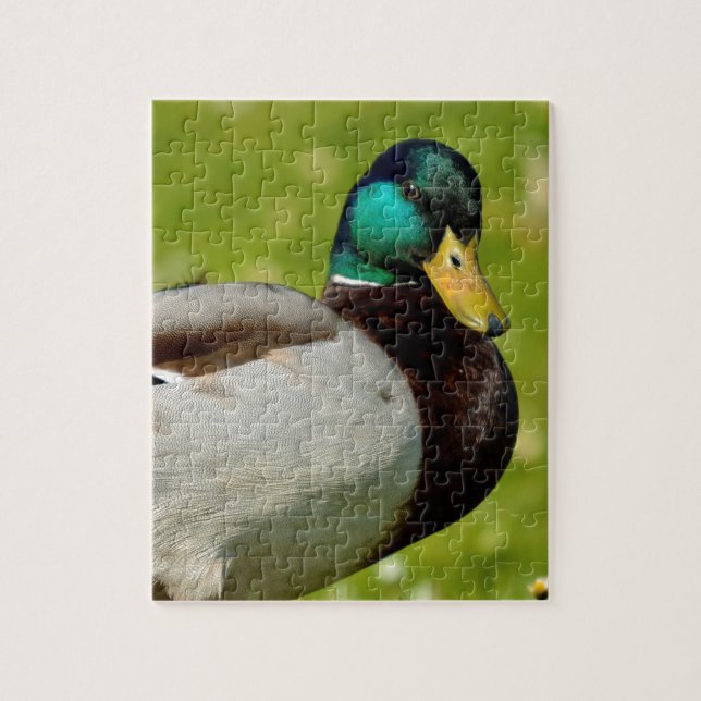 Drake mallard auf Gras Puzzle (Vertikal)