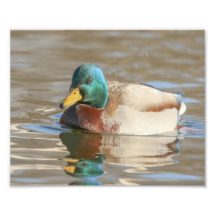 Drake Mallard Duck Fotografie