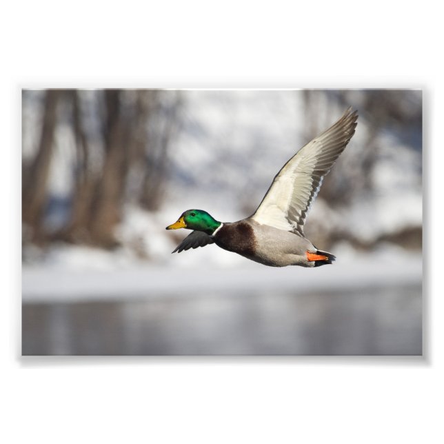 Drake mallard Ente im Flug: Foto Print (Vorne)
