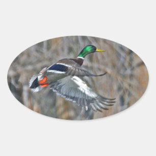 Drake mallard ovaler aufkleber