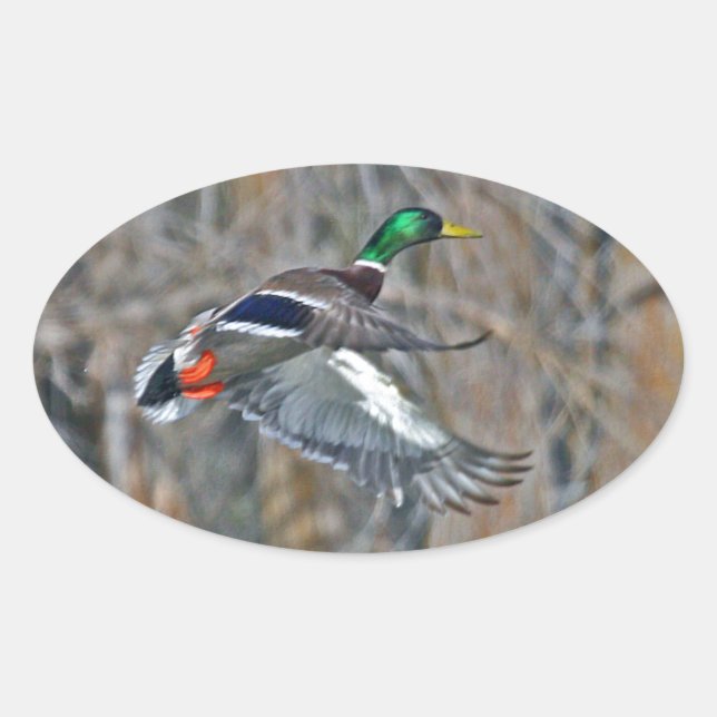Drake mallard ovaler aufkleber (Vorderseite)
