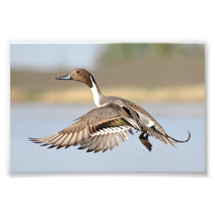 Drake Pintail Duck Start in Flug Fotodruck