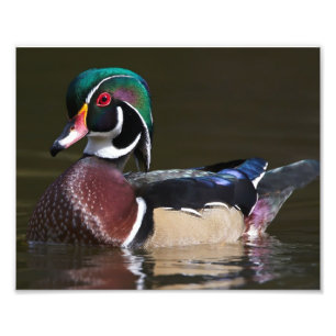 Drake Wood Duck in vollen Farben gekleidet Fotodruck
