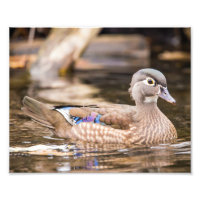 Drake Wood Duck "Secluded Poster"