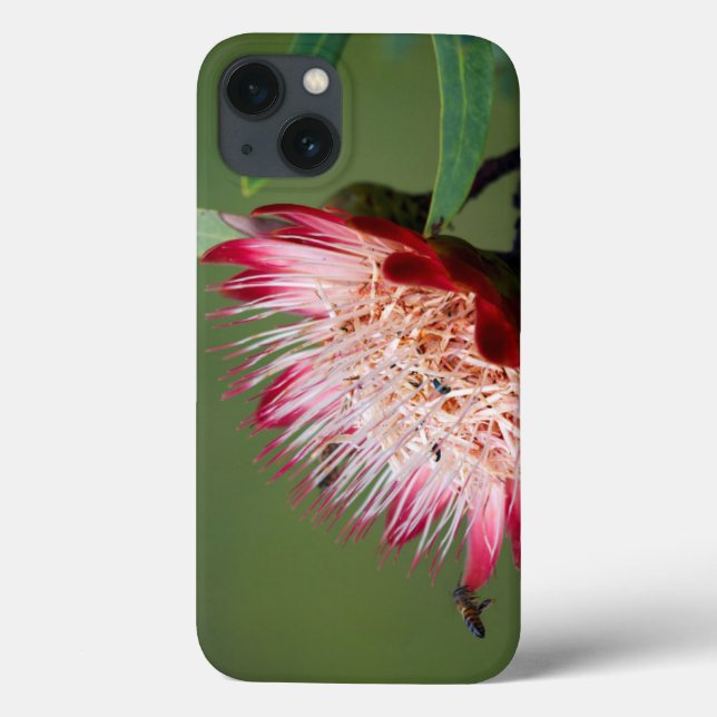 Drakensberg Sugarbush (Protea Dracomontana) Case-Mate iPhone Hülle (Rückseite)