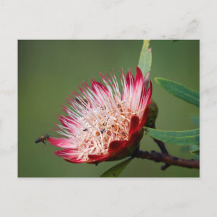 Drakensberg Sugarbush (Protea Dracomontana) Postkarte