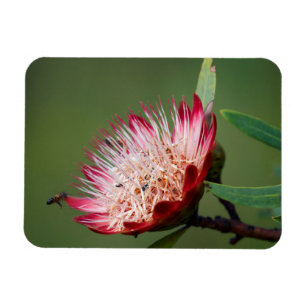Drakensberg-Zuckerbusch (Protea Dracomontana) Magnet