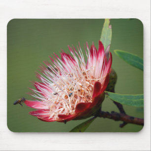 Drakensberg-Zuckerbusch (Protea Dracomontana) Mousepad
