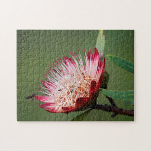 Drakensberg-Zuckerbusch (Protea Dracomontana) Puzzle