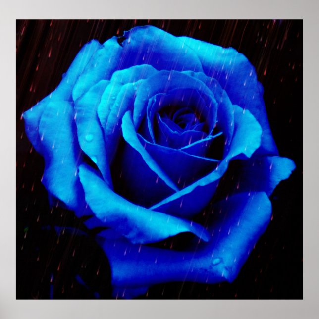 Drama der Blue Rose Poster Print (Vorne)