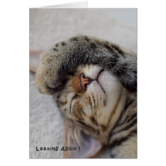 Drama-Miezekatze müssen Sie gehen