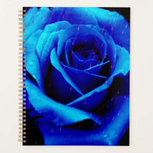 Dramatisch Blaue Rose Planer