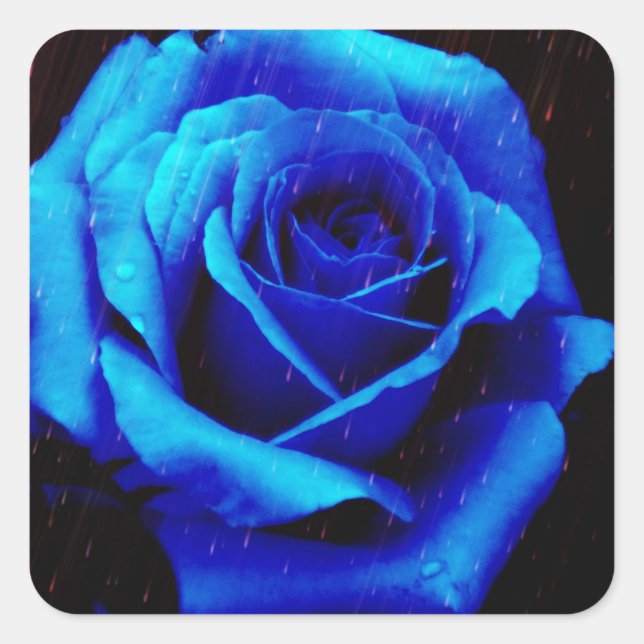 Dramatisch Blaue Rose Quadratischer Aufkleber (Vorderseite)