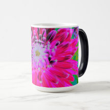 Dramatische Blume Crimson Red and Pink Dahlia