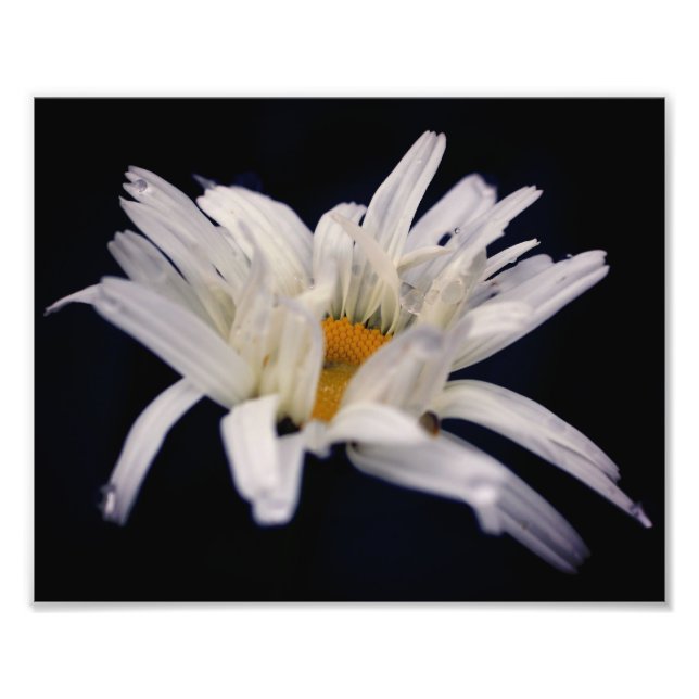 Dramatische Daisy-Blume 8x10 Fotodruck (Vorne)