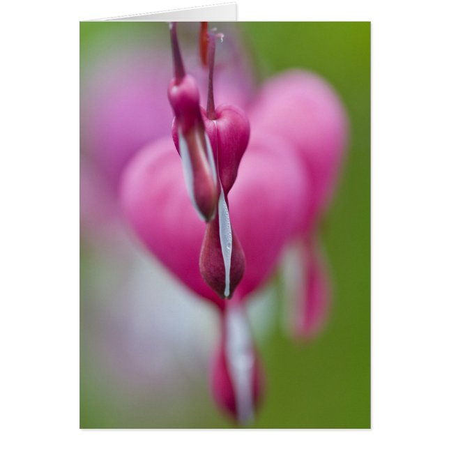 Dramatische Farbe und Form des blutenden Herzens (Vorne)