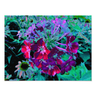 Dramatische rote, lila und rosa Gartenblume Fotodruck