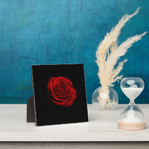 Dramatische Rote Rose - Minimalistische Blumendruc Fotoplatte