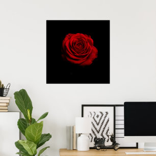 Dramatische Rote Rose - Minimalistische Blumendruc Poster