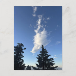 Dramatische Wolkenformation über Kiefern Postkarte