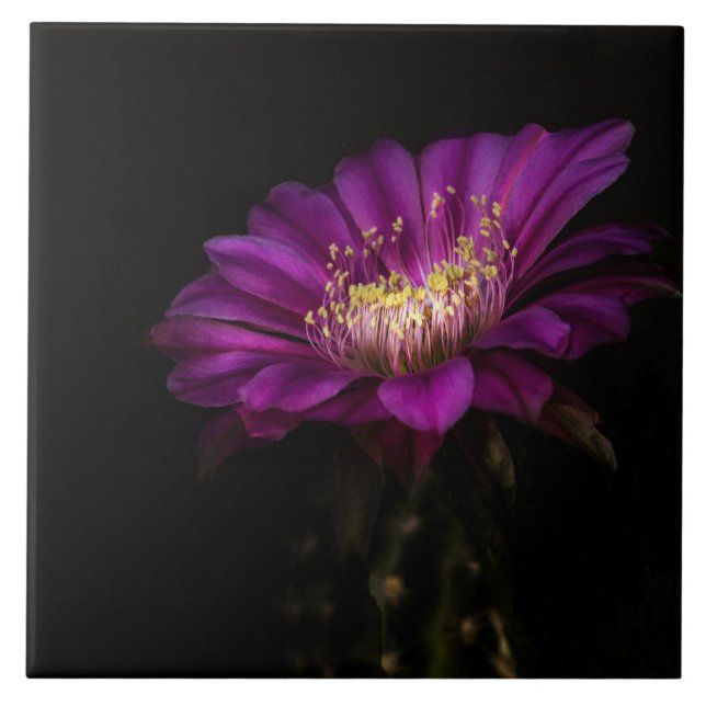 Dramatischer Flatty-Kuchen Fliese (Vorderseite)
