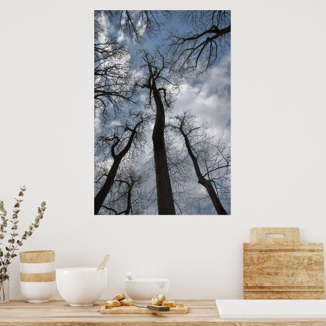 Dramatischer Tulip Poplar Trees Cloudy Blue Sky Poster (Küche)