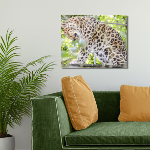 Dramatischer Wildfotograf Leopard Leinwanddruck