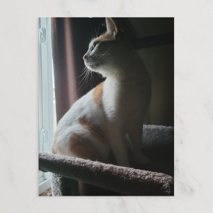 Dramatischste Katze auf Katzenbaum überhaupt Postkarte