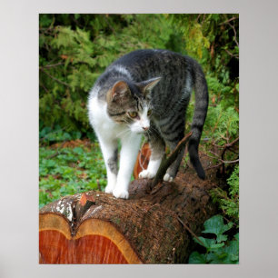 Draußen auf einem Katzenspaziergang - Kitty Post Poster