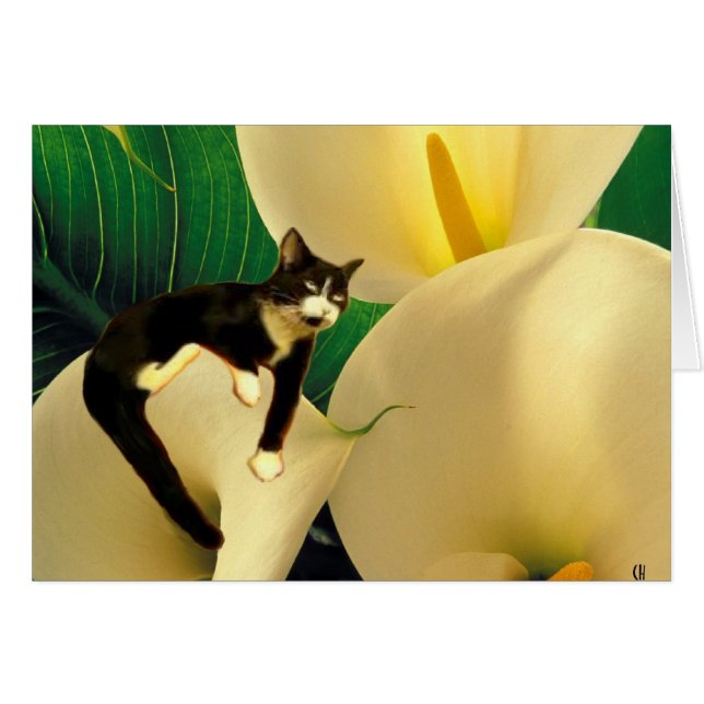 Dream Cat (Vorderseite (Horizontal))