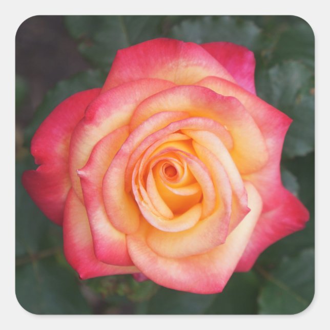 Dream Come True Rose #1 Stickers (Vorderseite)