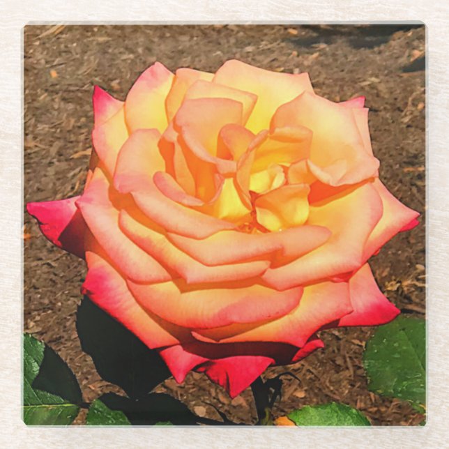 Dream Come True Rose 3 Glass Untersetzer (Vorderseite)